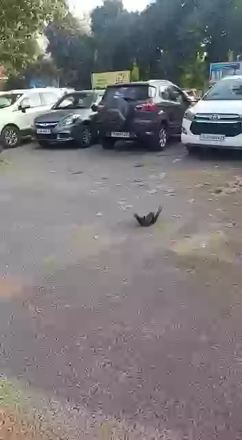 When Rat Attacks The Crow